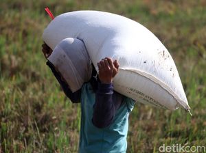 Holding BUMN Pangan Mau Dibentuk, Apa Saja Tugasnya?