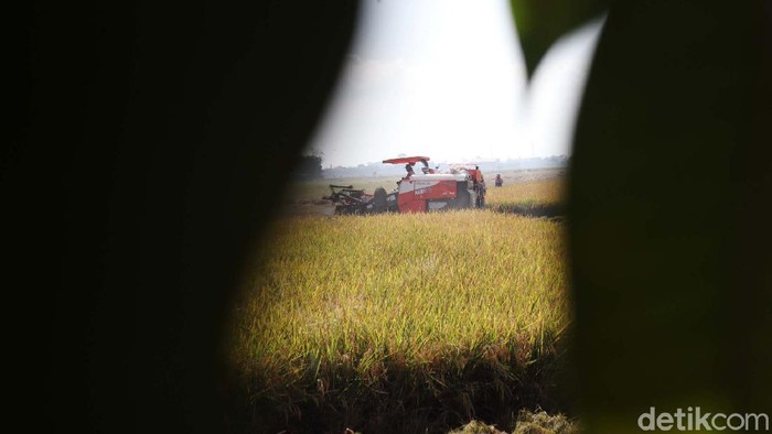 Potret Petani Gunakan Alsintan untuk Memanen Padi Petani Bojongemas, Solokanjeruk, Kabupaten Bandung, kini tengah panen padi. Mereka menggunakan alat mesin pertanian (Alsintan) untuk memanen padi.