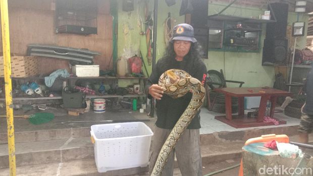 Relawan BPBD Kudus menunjukan ular piton sepanjang 4 meter yang berhasil diamankan dari permukiman warga Kudus, Rabu (5/5/2021).