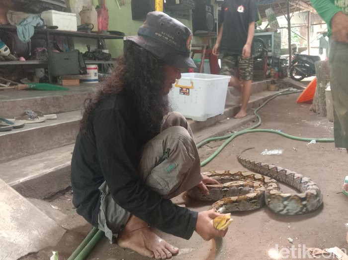 Relawan BPBD Kudus menunjukan ular piton sepanjang 4 meter yang berhasil diamankan dari permukiman warga Kudus, Rabu (5/5/2021).