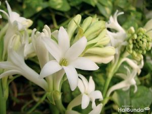 Mengenal Flora dan Fauna Khas Jawa Timur yang Jadi Maskot Daerah