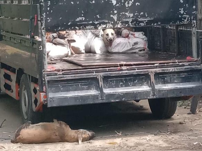 78 ekor anjing yang diamankan Polres Kulon Progo