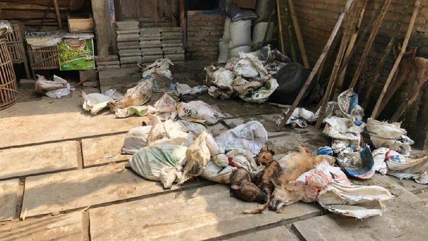 78 ekor anjing yang diamankan Polres Kulon Progo