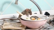 Demi Uang, 5 Orang Ini Masukkan Tikus hingga Rambut Kemaluan di Makanan