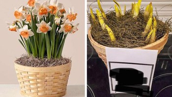 Hmmm, ini dikasih tunasnya ya. Nggak apa-apa sih, masih bisa ditunggu tumbuhnya. Foto: Brightside