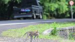 Monyet-monyet di Bali Berkeliaran di Jalan Minta Makan