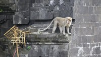 Parahnya lagi, karena banyak orang yang melemparkan makanan, monyet-monyet ini cukup berani nongkrong hampir ke area jalan.   
