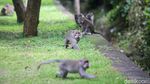 Monyet-monyet di Bali Berkeliaran di Jalan Minta Makan