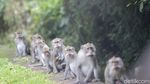 Monyet-monyet di Bali Berkeliaran di Jalan Minta Makan