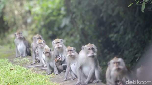 Sejumlah monyet ekor Panjang atau Macaca fascicularis tampak turun ke jalan untuk mengais makanan dari kendaraan yang lewat di Kawasan Taman Nasional Bali Barat atau beberapa kilometer dari Pelabuhan Gilimanuk, Bali.