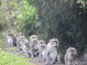 China Laporkan Kasus Pertama Virus Monkey B pada Manusia, Berakhir Tewas