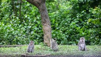 Monyet-monyet ekor panjang atau biasa disebut Macaca fascicularis bisa kamu temukan puluhan di sepanjang jalan ini.   