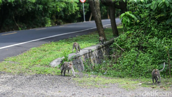 Monyet-monyet di Bali Berkeliaran di Jalan Minta Makan Sejumlah monyet ekor Panjang atau Macaca fascicularis tampak turun ke jalan untuk mengais makanan dari kendaraan yang lewat di Kawasan Taman Nasional Bali Barat atau beberapa kilometer dari Pelabuhan Gilimanuk, Bali.