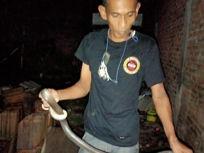 Seekor ular kobra di rumah warga, Klaten, Kamis (6/5/2021).