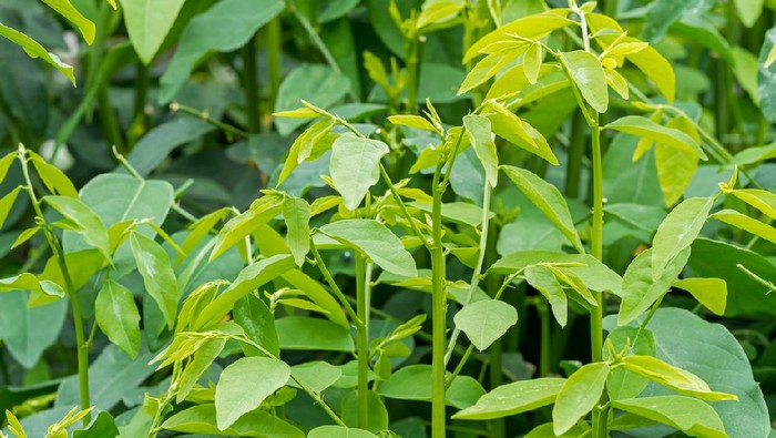 Close up of Sauropus androgynus or pucuk manis in an organic vegetable garden