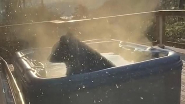 Beruang Berendam di Jacuzzi