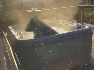 Ah Segarnya, Ada Beruang Numpang Berendam di Jacuzzi