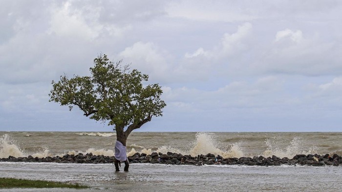 HIDUP DI ANTARA PASANG SURUT AIR LAUT Sebuah pohon bakau berdiri di sekitar pantai desa Eretan Kulon, Kandanghaur, Indramayu, Jawa Barat.