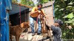 Nasib 67 Anjing yang Gagal Diselundupkan Gegara Penyekatan Pemudik