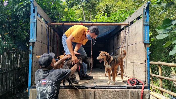 Nasib 67 Anjing yang Gagal Diselundupkan Gegara Penyekatan Pemudik Puluhan anjing gagal diselundupkan gegara pemeriksaan pos penyekatan pemudik di Temon, Kulon Progo, DIY. Total ada 67 anjing yang kini dievakuasi ke shelter.