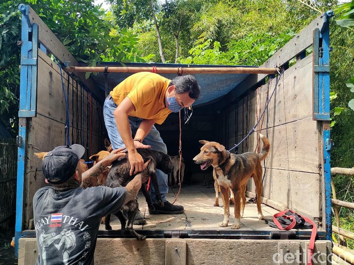 Puluhan anjing gagal diselundupkan gegara pemeriksaan pos penyekatan pemudik di Temon, Kulon Progo, DIY. Total ada 67 anjing yang kini dievakuasi ke shelter.