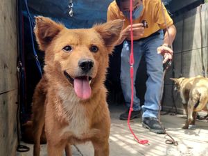 Nasib 67 Anjing yang Gagal Diselundupkan Gegara Penyekatan Pemudik
