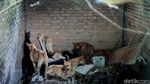 Nasib 67 Anjing yang Gagal Diselundupkan Gegara Penyekatan Pemudik