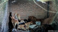 Puluhan anjing yang gagal diselundupkan gegara pemeriksaan pos penyekatan pemudik di Temon, Kulon Progo, DIY, kini dievakuasi ke shelter.