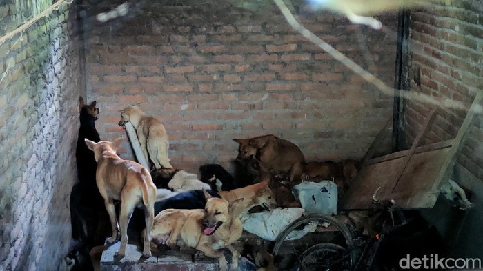 Nasib 67 Anjing yang Gagal Diselundupkan Gegara Penyekatan Pemudik Puluhan anjing gagal diselundupkan gegara pemeriksaan pos penyekatan pemudik di Temon, Kulon Progo, DIY. Total ada 67 anjing yang kini dievakuasi ke shelter.