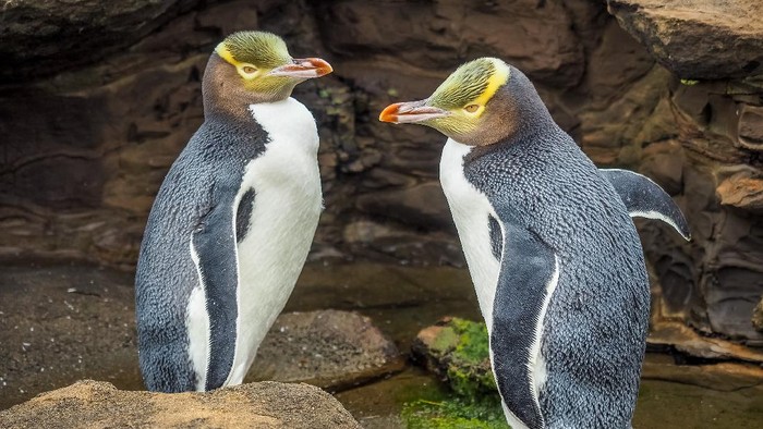 penguin di Selandia Baru