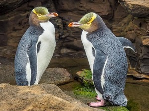 Gegara Covid-19 Penguin Khas Selandia Baru Makin Terancam Punah