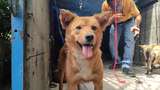 67 Anjing yang Gagal Diselundupkan karena Pos Penyekatan Dievakuasi