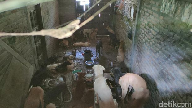 Proses evakuasi puluhan anjing yang gagal diselundupkan gegara pos penyekatan di Kulon Progo, Jumat (7/5/2021)