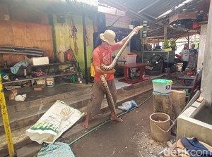 Waspada! Sedang Musim Kawin, Ular-ular Berkeliaran di Permukiman Kudus