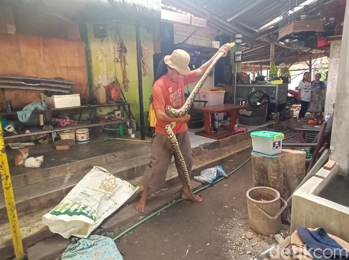 Relawan BPBD Kudus saat menunjukan ular piton hasil tangkapan di permukiman warga, Jumat (7/5/2021).