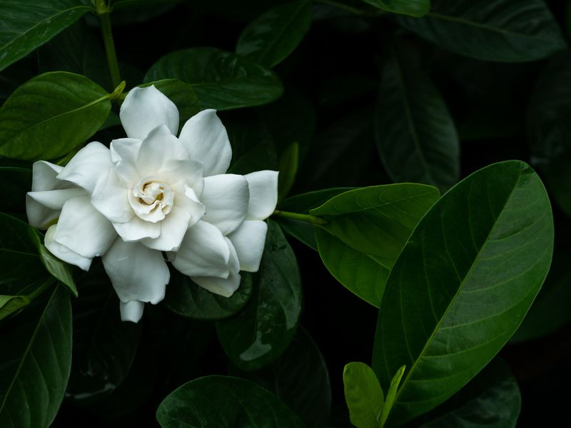 The Big White Gardenia Flower Blooming in Dark Background
