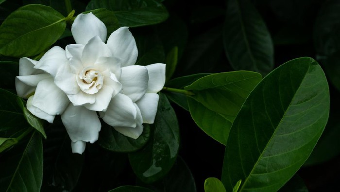 The Big White Gardenia Flower Blooming in Dark Background