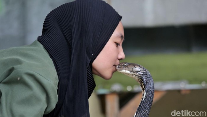 Icha dan King Cobra Rambo