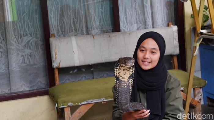 Icha dan King Cobra Rambo
