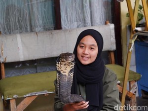 Melihat Dekat Keakraban Icha dan King Cobra Rambo 4 Meter