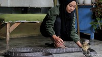 Untuk jenis ular berbisa, kata dia, meskipun sudah akrab tetap harus berhati-hati. Untungnya, selama ini dia tak pernah dipatuk oleh hewan peliharaannya yang berbisa.Perlu diketahui, Icha telah memelihara king cobra sekitar dua tahun. Ular itu didapat dari temannya dan dibeli. Video atraksinya sempat viral di media sosial TikTok dan jadi perbincangan netizen. 