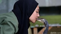 Aulia Khairunnisa (18) atau Icha memelihara ular jenis king cobra sepanjang 4 meter.