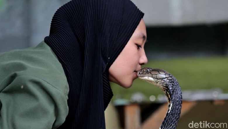 Perempuan asal Bandung bernama Aulia Khairunnisa ramai di medsos usai atraksinya bermain dengan king cobra. Kobra aja ditaklukkin apalagi kamu.