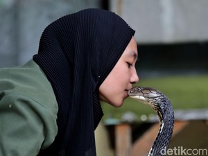 King Cobra Rambo Peliharaan Icha Kerap Hilang Setiap Akan Dijual