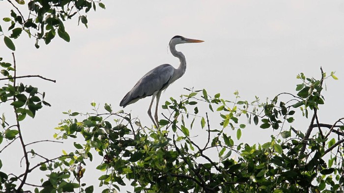 Memperingati Hari Migrasi burung Sedunia, Biodiversity Warriors Yayasan KEHATI menggelar aktivitas pengamatan burung di perairan Jakarta.