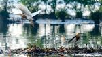 Potret Hari Migrasi Burung Sedunia di Perairan Jakarta