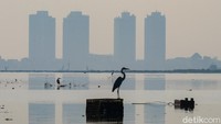 Indonesia sendiri merupakan perlintasan burung-burung migrasi jalur Asia Timur-Australasia.
