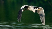 Burung cangak Abu paling banyak terlihat sepanjang pengamatan. Ada 40 ekor. Untuk burung migrasi terpantau 1 ekor, yaitu trinil pantai.