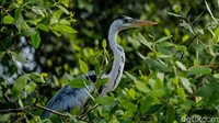 Seusai pengamatan burung menggunakan binokuler dan kamera, data dikumpulkan untuk menghitung jumlah spesies dan individu. Secara keseluruhan, ada 180 ekor burung teramati.