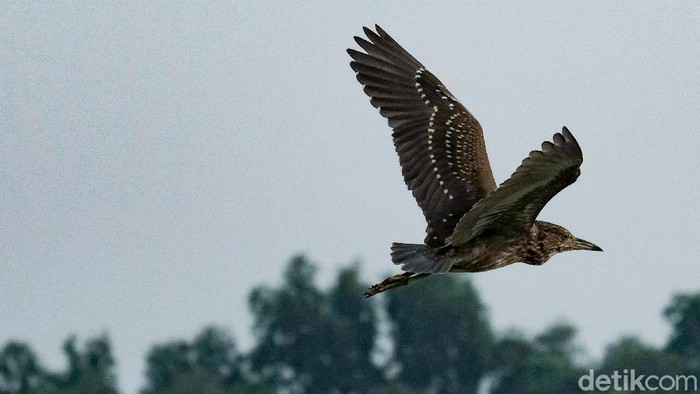 Pengamatan burung digelar dalam memperingati Hari Burung Migrasi Sedunia. Pengamatan dilakukan di Hutan Lindung Angke Kapuk Jakarta. Yuk, intip hasil pengamatanya.